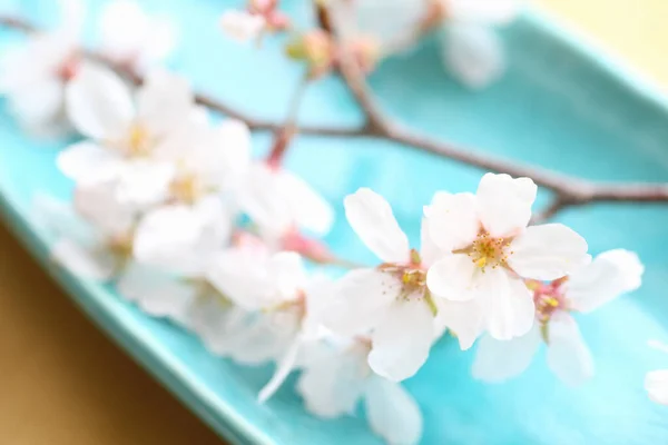 Flor Primavera Belas Flores Galho Árvore — Fotografia de Stock