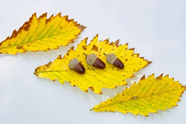Gelbe Blätter Mit Eicheln — Stockfoto