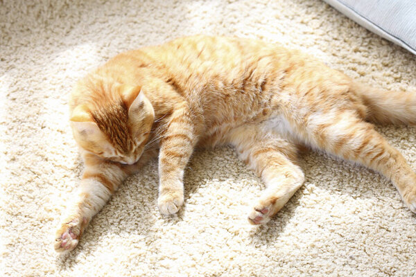 Cute red cat resting on floor, closeup