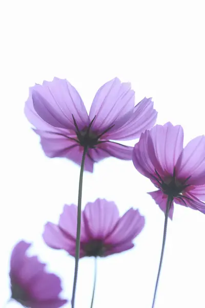 Belles Fleurs Violettes Sur Fond Blanc — Photo