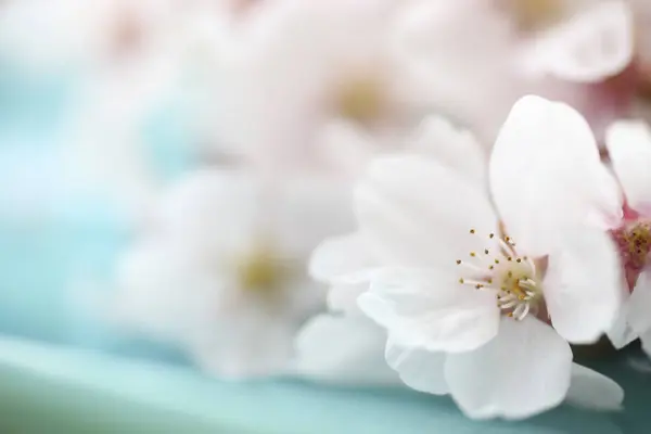 Beautiful Cherry Flowers Garden — Stock Photo, Image