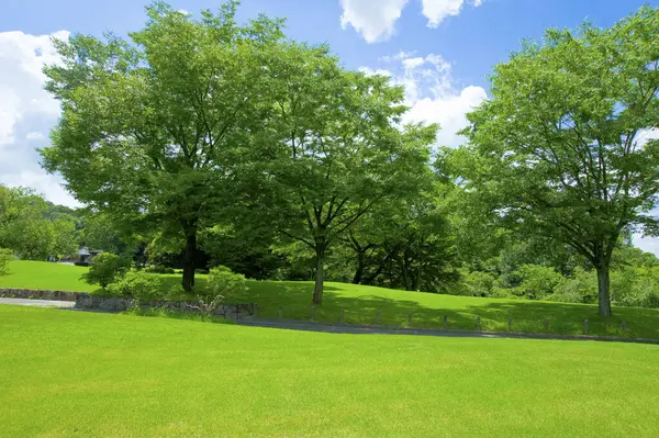 Letni Widok Zielony Park Drzewami — Zdjęcie stockowe