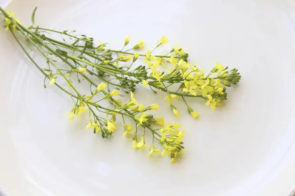 明るい背景に美しい黄色い花のクローズアップビュー — ストック写真