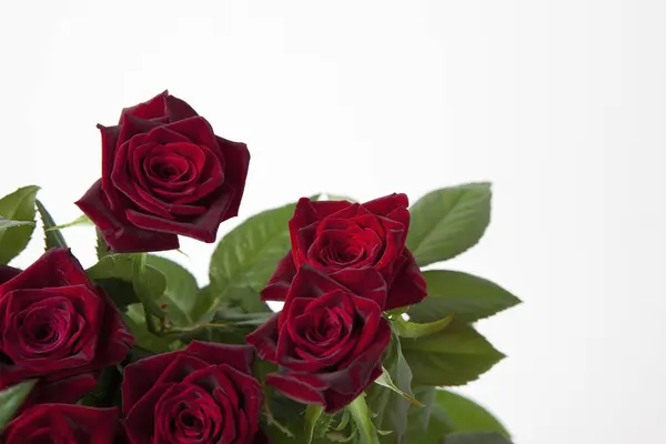 Belles Roses Rouges Gros Plan — Photo