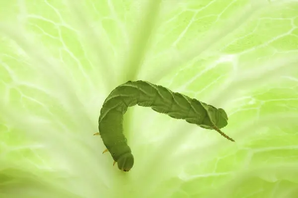 Green Caterpillar White Background — Stock Photo, Image