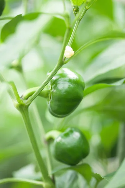 Frischer Grüner Paprika Wächst Garten — Stockfoto