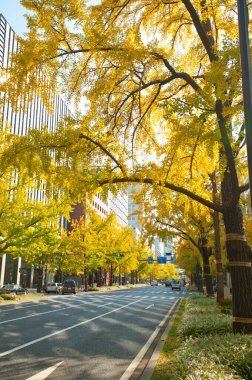 Sonbahar şehirde, sarı yapraklar gündüz vakti
