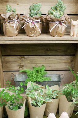 Kırsal ahşap raflarda saksıda bulunan sulu bitkiler ve otlar.