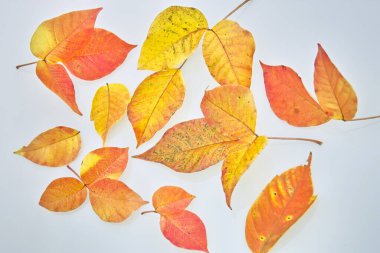 Beyaz arkaplanda sonbahar yaprakları.