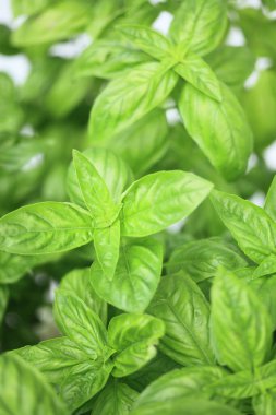 Beyaz arka planda taze fesleğen otu