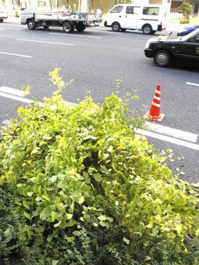 Devrilmiş ağaç ve yol tabelası, arabalar kapanıyor.