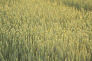 Gün batımında buğday tarlası