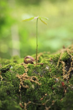 Ormanda yosunlu ağaç gövdesi, yaklaş -.