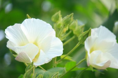 Güzel çiçekler, yakın manzara, yaz konsepti.