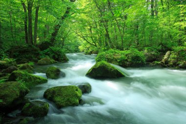 Ormanda güzel bir şelale