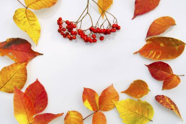 Renkli yapraklı sonbahar arkaplanı