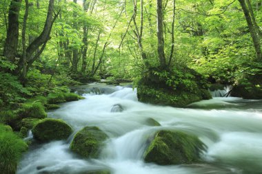 Ormanda güzel bir şelale