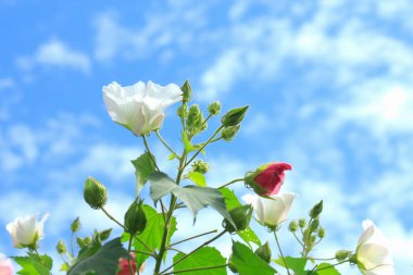 Mavi gökyüzüne karşı güzel pembe ve beyaz çiçeklerin yakın plan görüntüsü, çiçek kavramı arka plan    