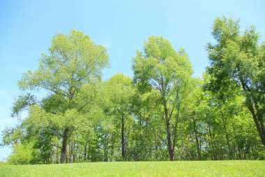 Yaz otlağında yeşil ağaçlar, gündüz manzarası 