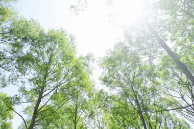 Bulutlu gökyüzünün altında yeşil yaz çayırı, gündüz görüşü