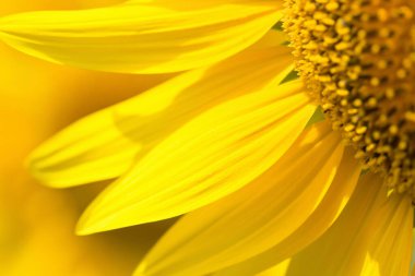 Tarlada bir ayçiçeğine yaklaş