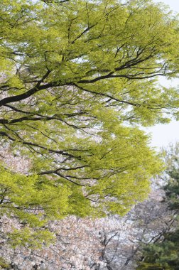 Ormanın güzel manzarası