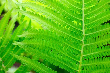 eğreltiotu yaprağı arka planı, eğreltiotu yaprakları