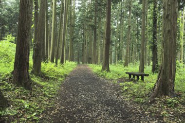 Ormanın güzel manzarası