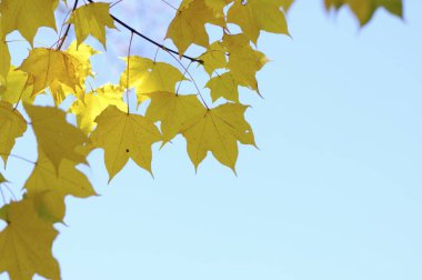 Sonbahar yaprakları, sonbahar bitkileri      