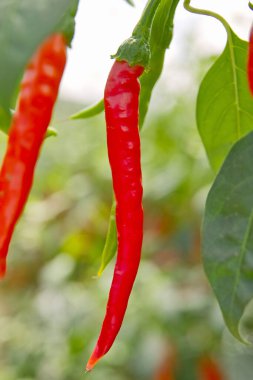 Bahçede kırmızı biber yetişiyor.