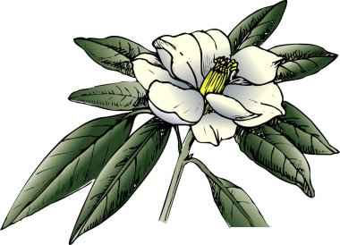 Beyaz arka plan üzerinde izole el çekilmiş çiçek 