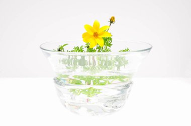 Beyaz arkaplanda yeşil renkli sarı çiçek