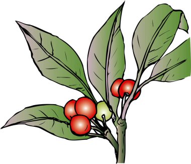 Beyaz arka planda yeşil bitki, el yapımı böğürtlenli bitki. 