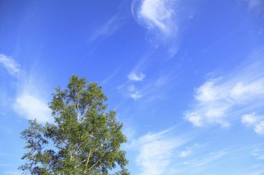 Bulutlu gökyüzünün altında yeşil yaz çayırı, gündüz görüşü