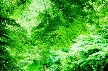 Yeşil orman arka planı, doğa
