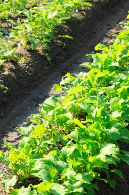 Bahçede yetişen genç yeşil bitkiler
