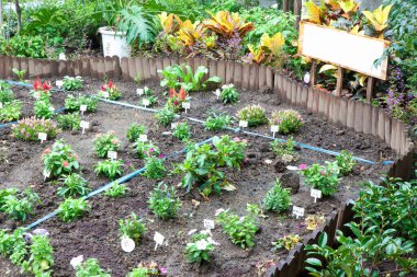 Güzel çiçekler ve bitkiler fidanlıkta..