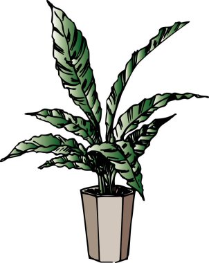 Beyaz arkaplanda el çizimi saksı çiçeği 