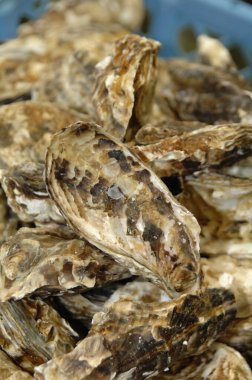 Pazarda satılmaya hazır istiridyeleri kapatın.