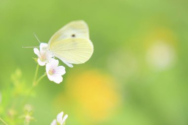 Bahçedeki güzel beyaz kelebek