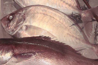 Taze balıklar soğuk bir konteynerin içinde birlikte yatıyorlar.