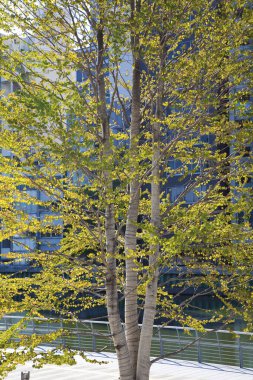 Şehirde sonbahar yaprakları olan bir ağaç..
