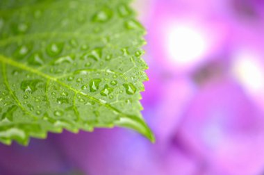 Mor zemin üzerinde su damlaları olan güzel yeşil yaprak 