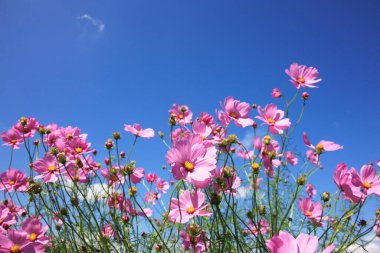Güzel pembe kozmos çiçekleri mavi gökyüzünde çiçek açıyor.