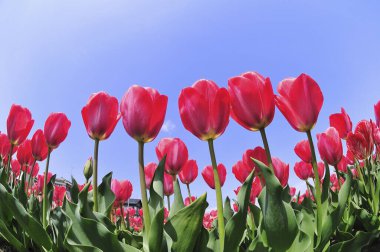 Parktaki güzel laleler tarlası