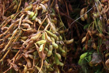 Ağaçta yeşil fasulye hasadı var. Yaklaş.