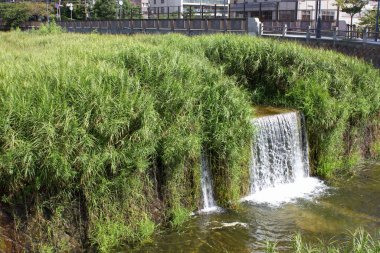 Yeşil çimenleri olan güzel bir çağlayan.