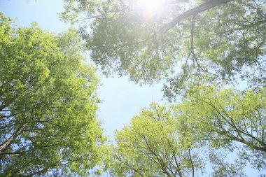 Güneşli bir günde Güzel yeşil orman