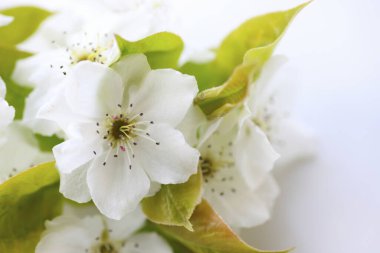 Beyaz arka planda beyaz çiçekler ve yeşil yapraklar