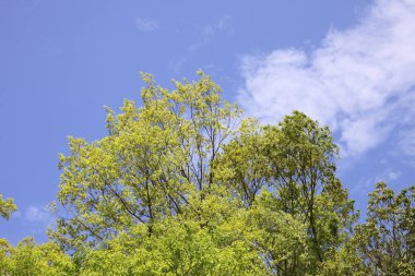 Mavi gökyüzünün üstündeki yeşil ağaçlar 